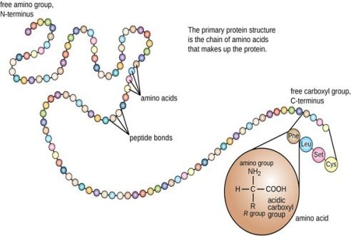 What are proteins? | Bakery Academy