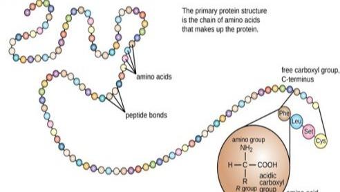 What are proteins?