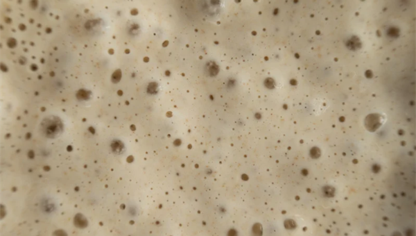 Sourdough: Bacteria, Temperature, and Hydration