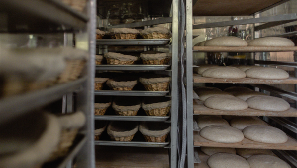 Sourdough: What Really Lives in Your Starter